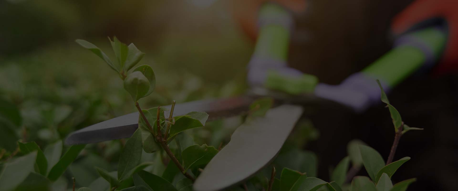 Hedges being cut